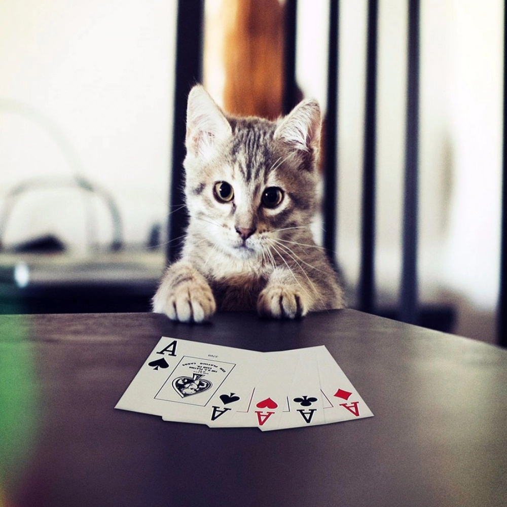 44528528835_a82256d4d9_o_d-1000x1000-1.webp